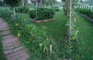 LT Organic Farm Restaurant photo 1