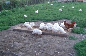 LT Organic Farm Restaurant photo 3