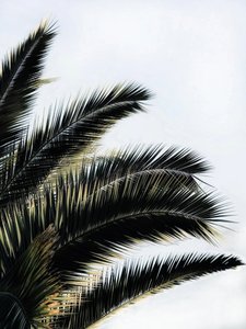 Palmita photo 3
